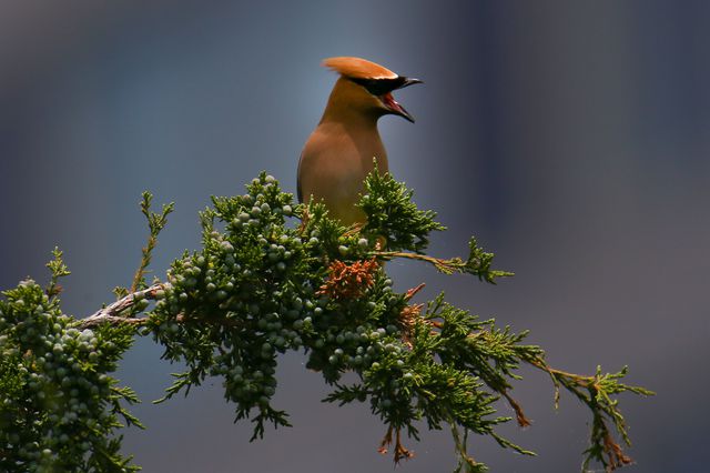 A photo of a Cedar Waxwing in Hudson River Park